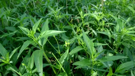 चिरायता: