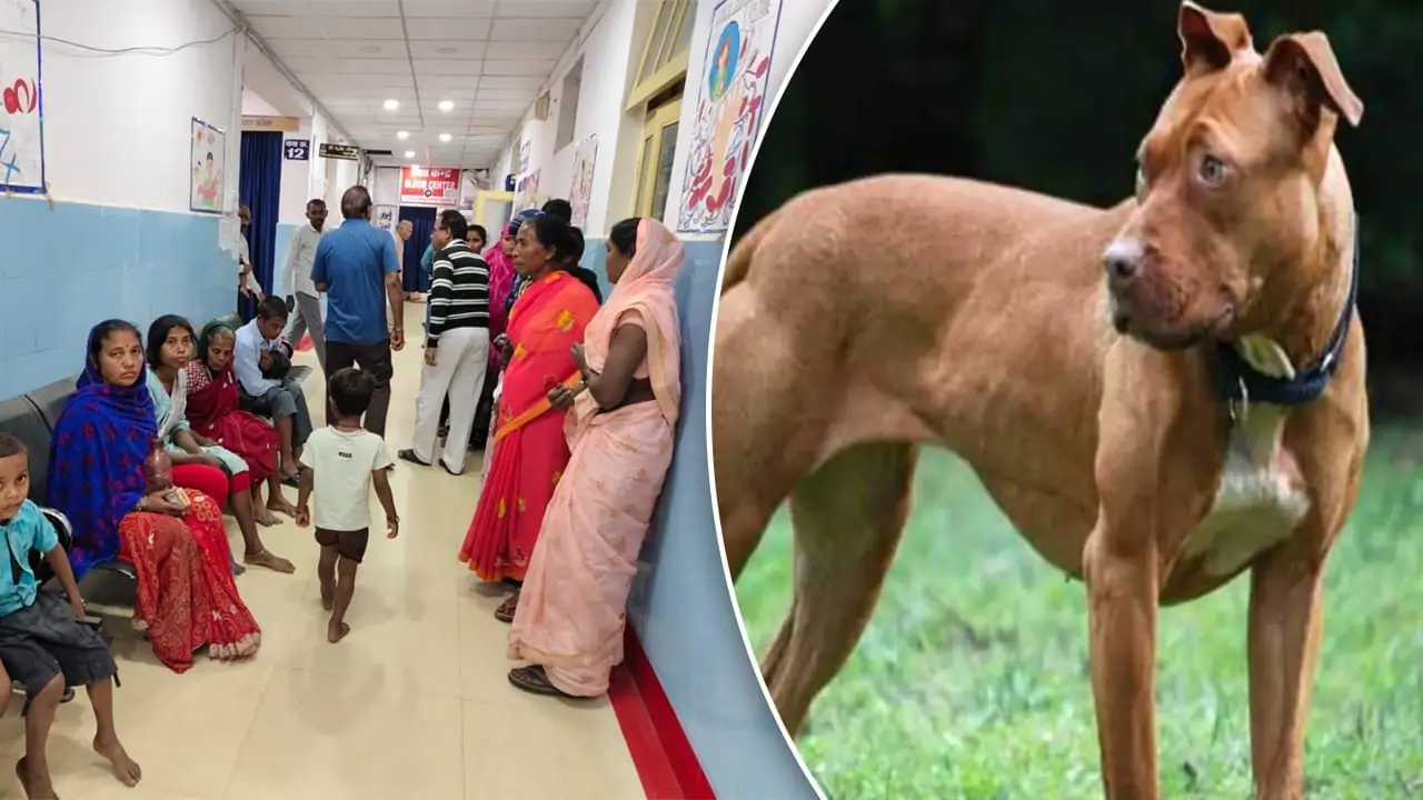 Chhattisgarh Dog Attack: Pet Bites 12 in an Hour After 3-Day Absence