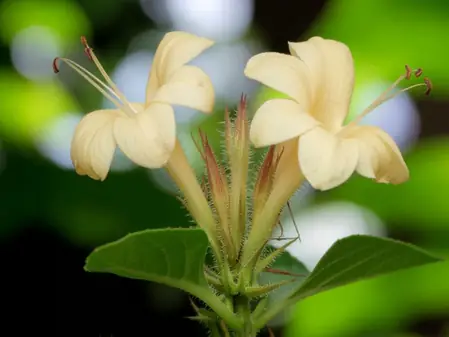 वज्रदंती: