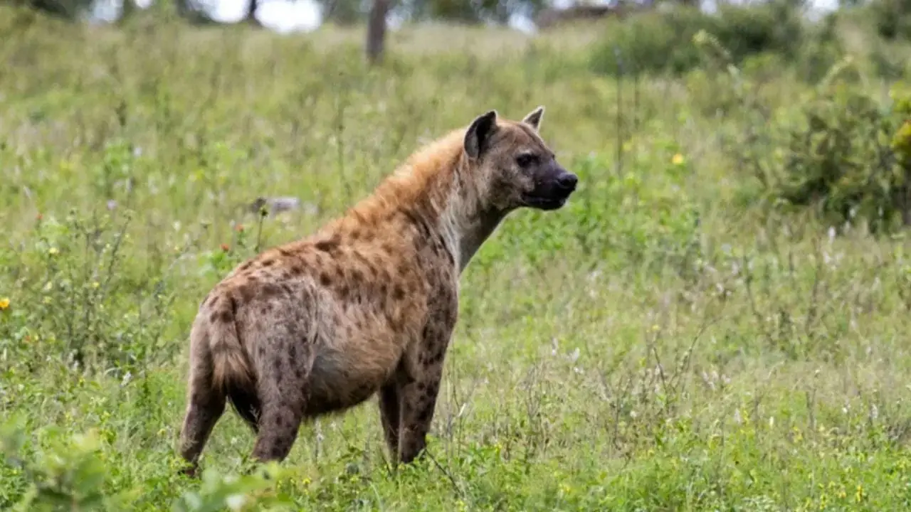 Hyena Enters Jharkhand School; 50 Students Narrowly Escape